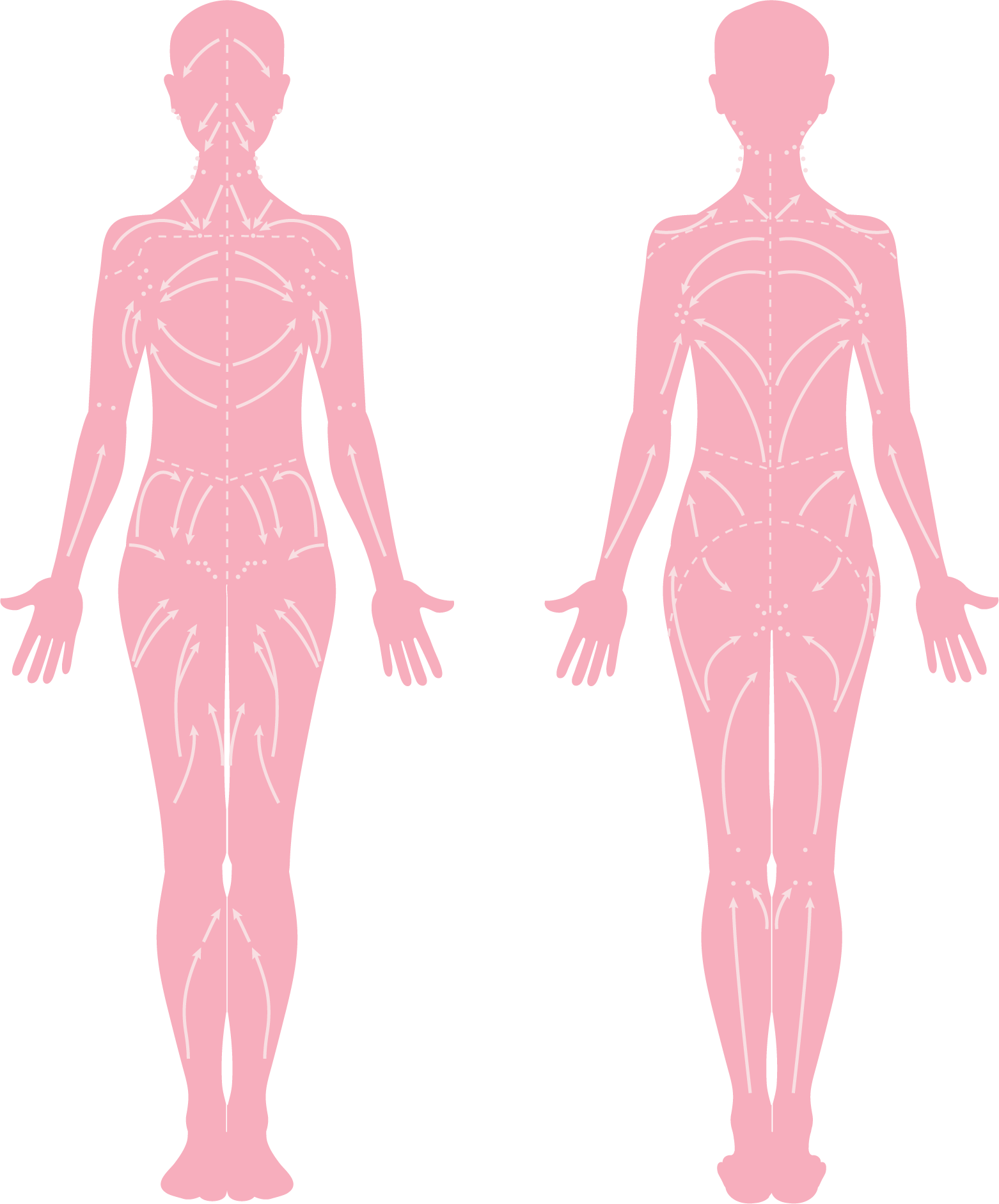 Illustration of lymphatic vessel network